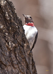 Red headed Woodpecker 1675